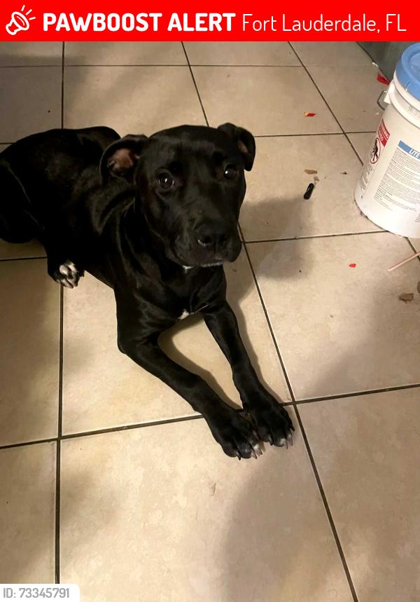 Lost Female Dog last seen Sistrunk River gardens, Fort Lauderdale, FL 33311