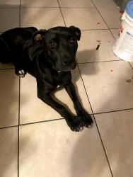 Lost Female Dog last seen Sistrunk River gardens, Fort Lauderdale, FL 33311