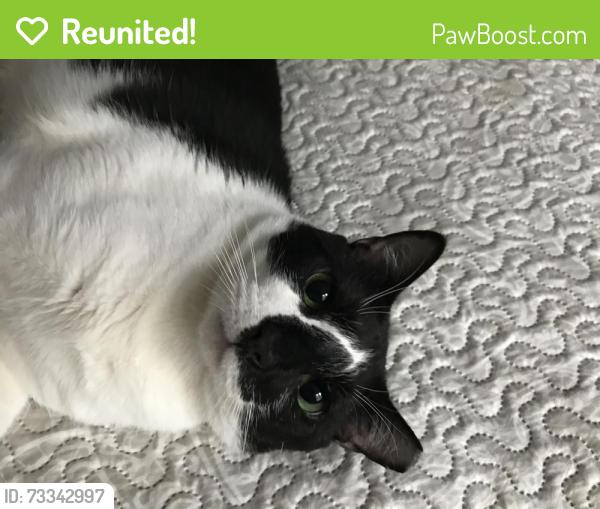 Reunited Male Cat last seen Meadowvale Community Centre, Mississauga, ON L5N 7T5
