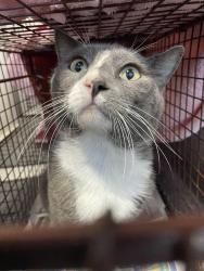 Shelter Stray Male Cat last seen Near Summer Ray Drive, DEL VALLE, TX, 78617, 7201 Levander Loop bldg a, Austin, TX 78702, USA