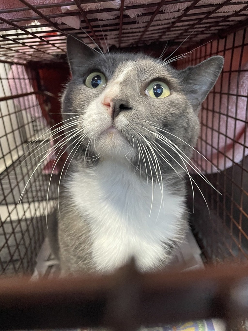 Shelter Stray Male Cat last seen Near Summer Ray Drive, DEL VALLE, TX, 78617, 7201 Levander Loop bldg a, Austin, TX 78702, USA