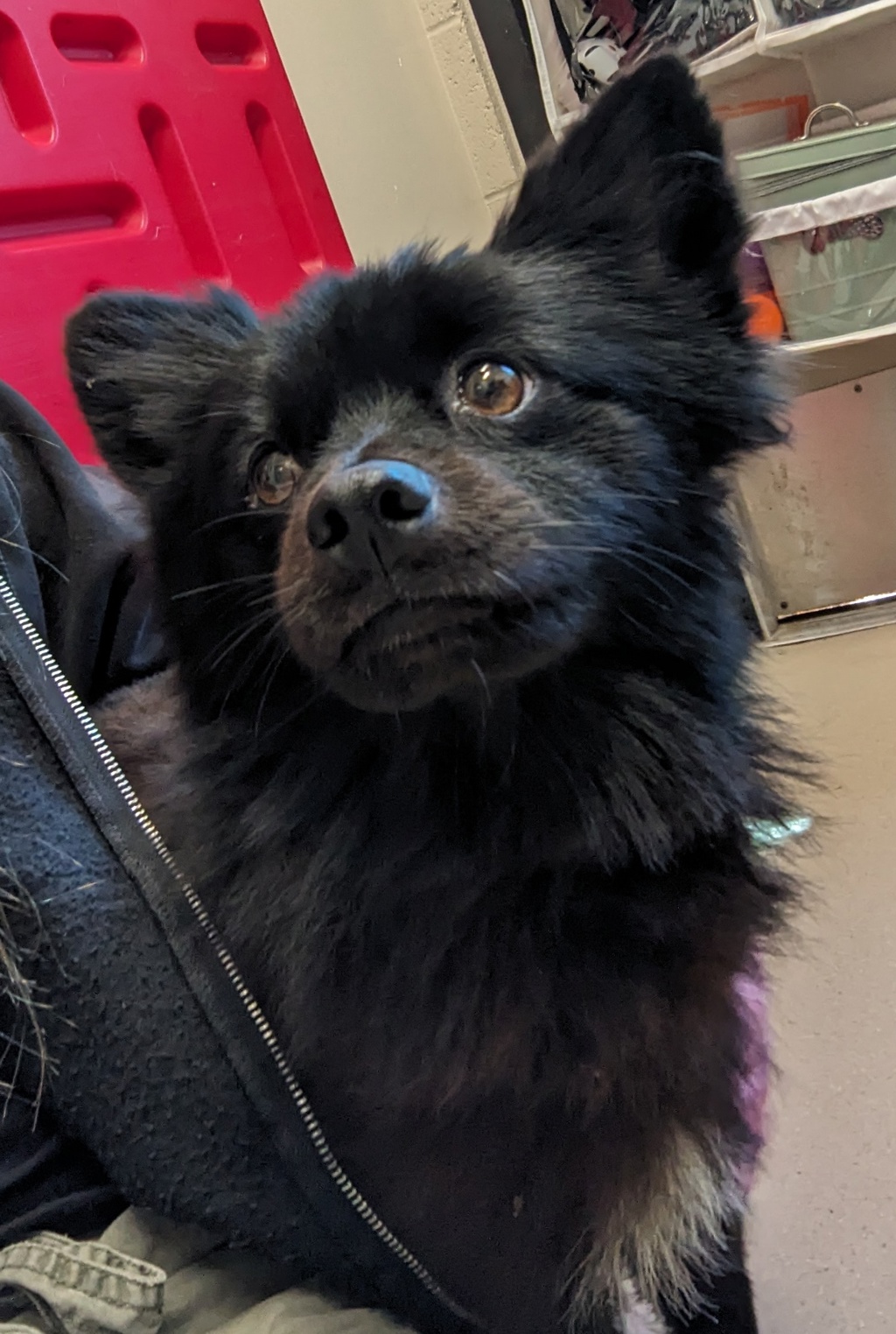 Shelter Stray Male Dog last seen College Avenue, San Diego, CA, 92115, El Cajon, CA 92020, USA