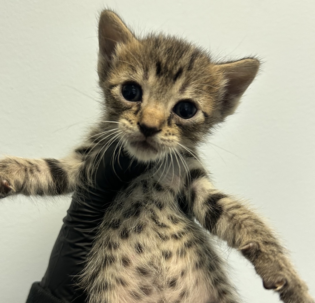 Shelter Stray Male Cat last seen Near Hutton Avenue, San Diego, CA, 92139, 5500 Gaines St, San Diego, CA 92110, USA