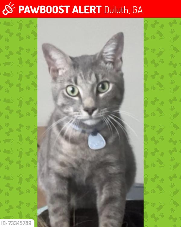 Lost Male Cat last seen Berkeley apmts by walmart, Duluth, GA 30096
