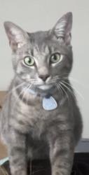 Lost Male Cat last seen Berkeley apmts by walmart, Duluth, GA 30096