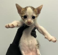 Shelter Stray Male Cat last seen Near Hutton Avenue, San Diego, CA, 92139, 5500 Gaines St, San Diego, CA 92110, USA