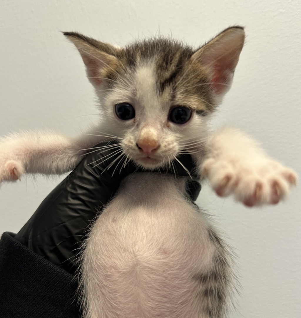 Shelter Stray Female Cat last seen Near Hutton Avenue, San Diego, CA, 92139, 5500 Gaines St, San Diego, CA 92110, USA
