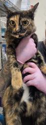 Shelter Stray Female Cat last seen Near Bisby Lake Avenue, San Diego, CA, 92119, El Cajon, CA 92020, USA