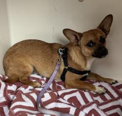 Shelter Stray Male Dog last seen 14th / Schuyler, OR, 1700 W Historic Columbia River Hwy, Troutdale, OR 97060, USA