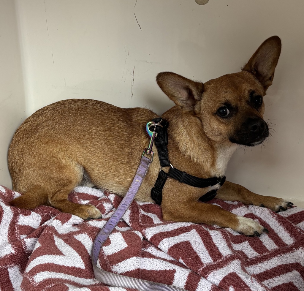Shelter Stray Male Dog last seen 14th / Schuyler, OR, 1700 W Historic Columbia River Hwy, Troutdale, OR 97060, USA