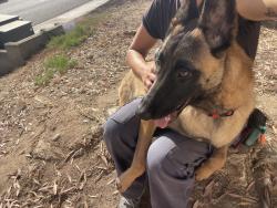 Shelter Stray Female Dog last seen Oceanview Boulevard, San Diego, CA, 92113, 5500 Gaines St, San Diego, CA 92110, USA