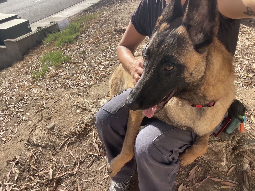 Shelter Stray Female Dog last seen Oceanview Boulevard, San Diego, CA, 92113, 5500 Gaines St, San Diego, CA 92110, USA