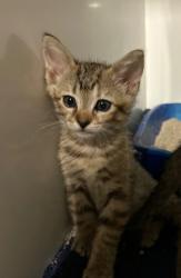 Shelter Stray Female Cat last seen ., Vista, CA, 92081, Oceanside, CA 92058, USA