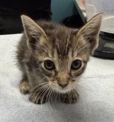 Shelter Stray Female Cat last seen Near S Grade Road, Pauma Valley, CA, 92061, Escondido, CA 92027, USA