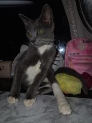 Lost Unknown Cat last seen Near leverton avenue Baltimore MD, Baltimore, MD 21224