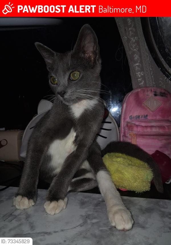 Lost Unknown Cat last seen Near leverton avenue Baltimore MD, Baltimore, MD 21224