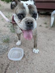 Found/Stray Male Dog last seen Camino tres arroyos, Santa Fe, NM 87505