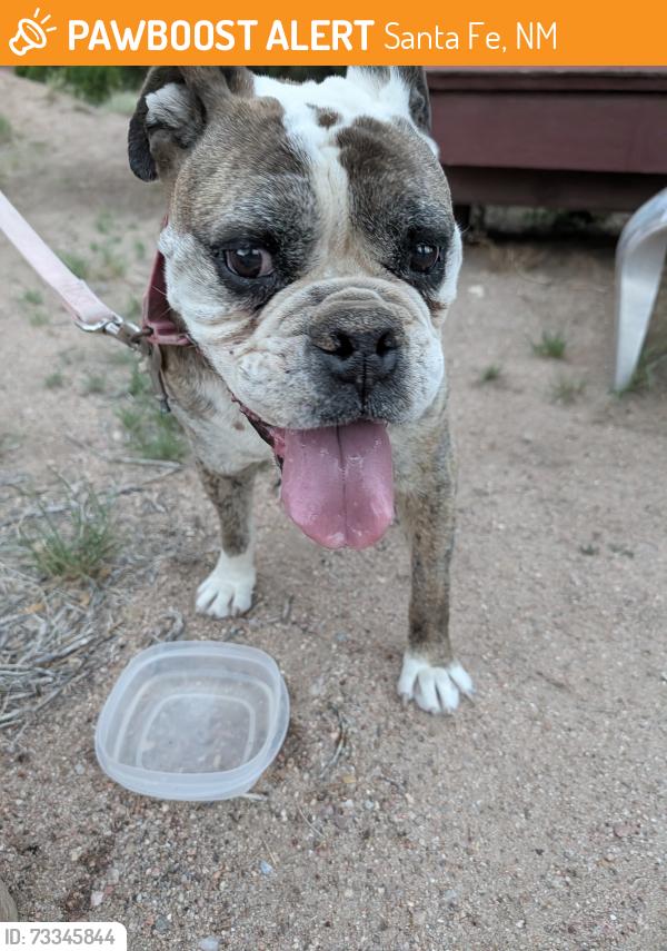 Found/Stray Male Dog last seen Camino tres arroyos, Santa Fe, NM 87505