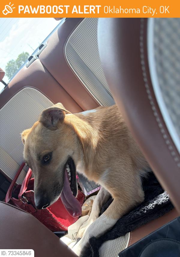 Found/Stray Female Dog last seen Parlor, Oklahoma City, OK 73104