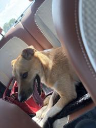 Found/Stray Female Dog last seen Parlor, Oklahoma City, OK 73104