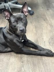 Lost Female Dog last seen Lots of wooded areas, Rocky Mount, NC 27803