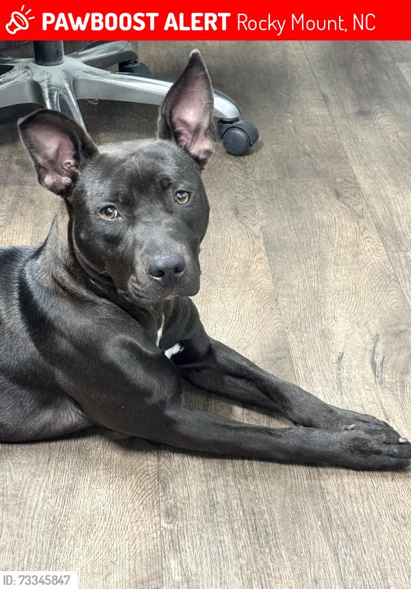Lost Female Dog last seen Lots of wooded areas, Rocky Mount, NC 27803