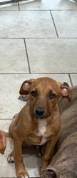 Reunited Male Dog last seen Behind Surrey Hills Elementary, Yukon, OK 73099