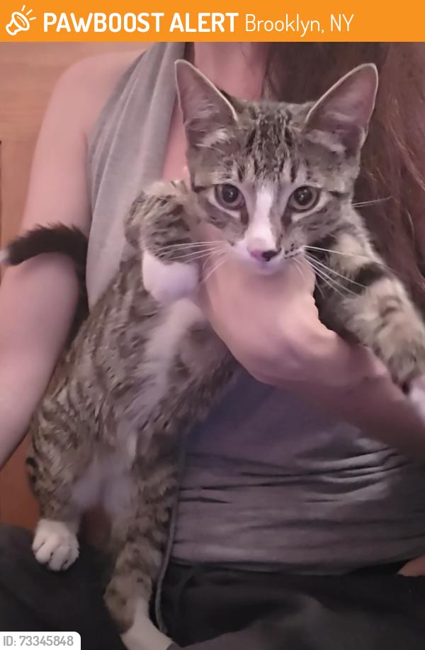 Found/Stray Unknown Cat last seen Fulton street and classon, Brooklyn, NY 11238