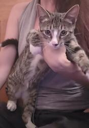 Found/Stray Unknown Cat last seen Fulton street and classon, Brooklyn, NY 11238