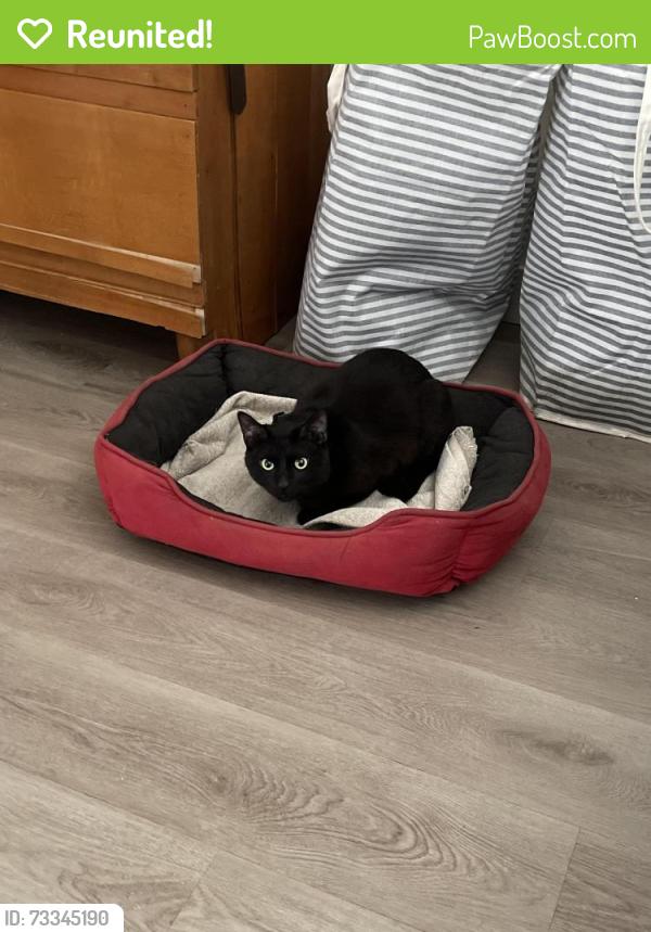Reunited Male Cat last seen Roosevelt and Main, Mesa, AZ 85202
