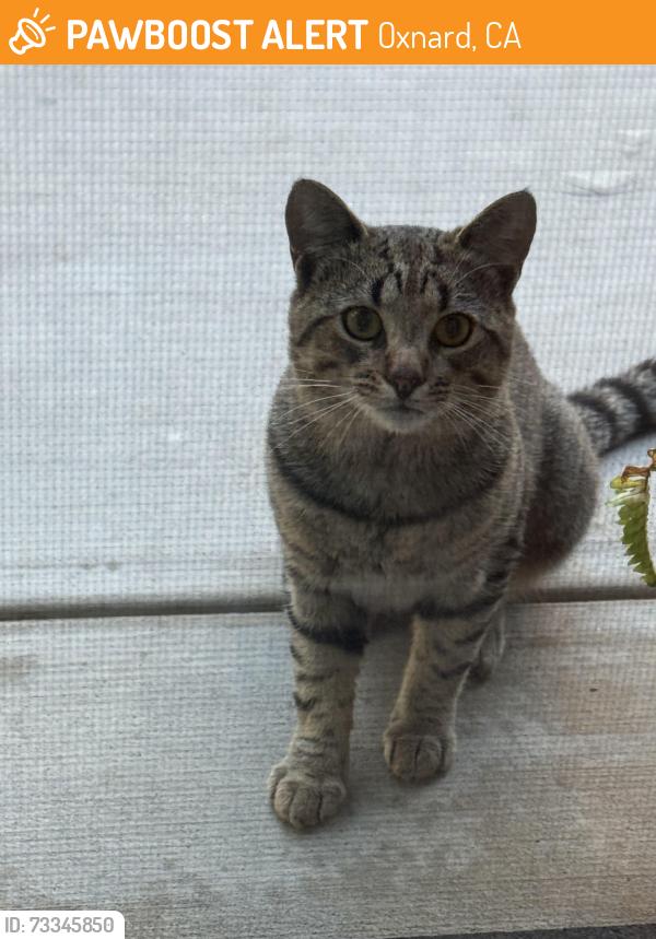 Found/Stray Unknown Cat last seen Near Zircon Ave Oxnard, Oxnard, CA 93030