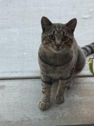Found/Stray Unknown Cat last seen Near Zircon Ave Oxnard, Oxnard, CA 93030