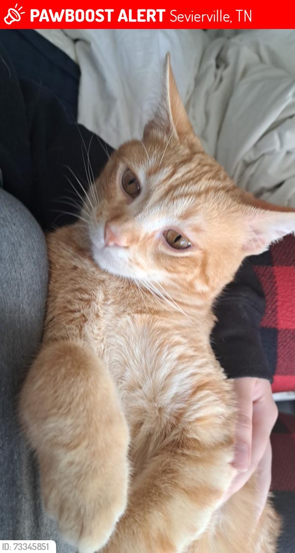 Lost Male Cat last seen Allensville Road, Lake View Loop, Sevierville, TN 37876