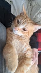 Lost Male Cat last seen Allensville Road, Lake View Loop, Sevierville, TN 37876