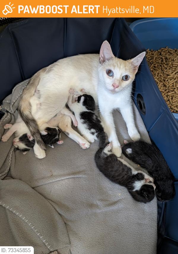 Found/Stray Female Cat last seen Chillum Community Park, Hyattsville, MD 20782