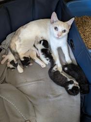 Found/Stray Female Cat last seen Chillum Community Park, Hyattsville, MD 20782