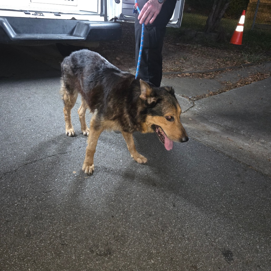 Shelter Stray Male Dog last seen , 4900 Milgen Rd, Columbus, GA 31907, USA