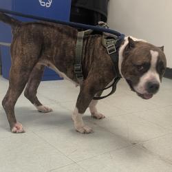 Shelter Stray Female Dog last seen , Animal Care & Control Team of Philly, 111 W Hunting Park Ave, Philadelphia, PA 19140, USA