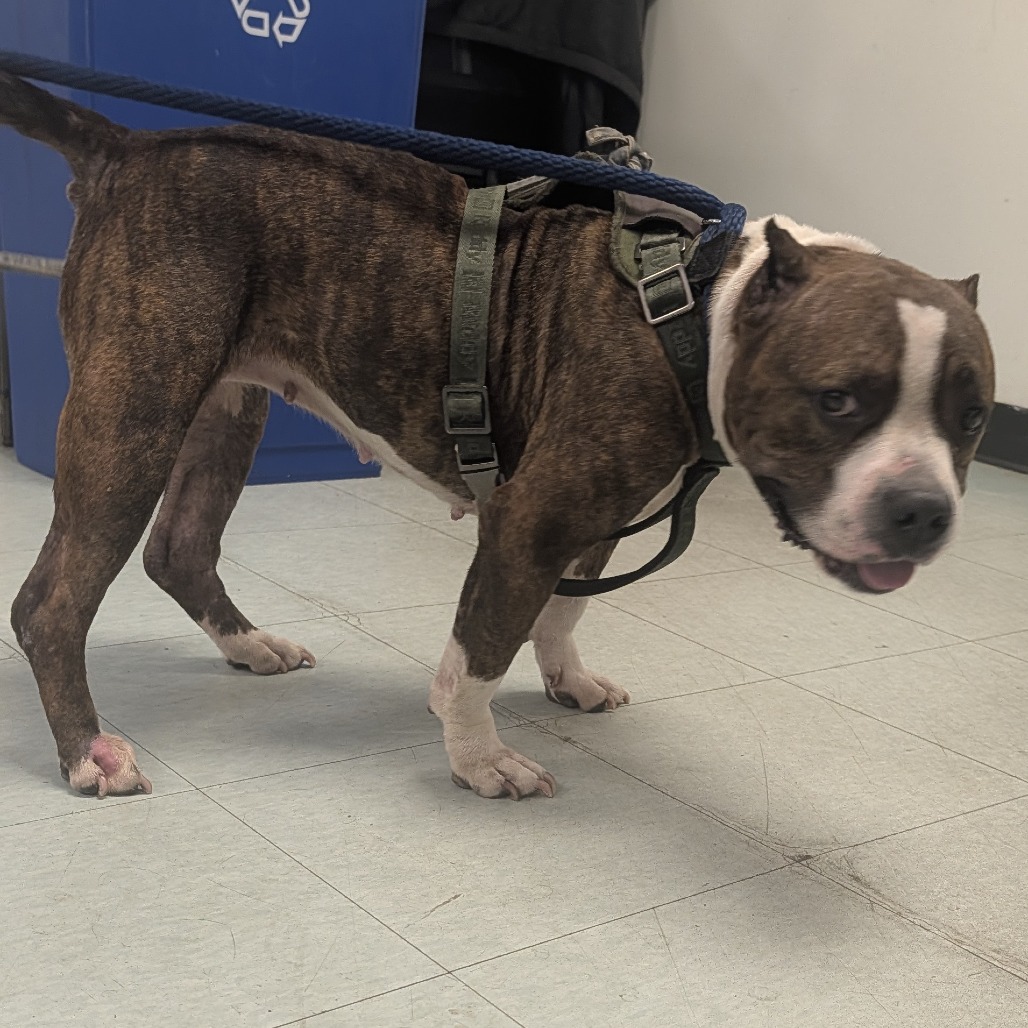Shelter Stray Female Dog last seen , Animal Care & Control Team of Philly, 111 W Hunting Park Ave, Philadelphia, PA 19140, USA