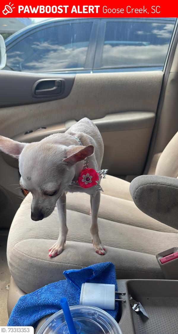 Lost Female Dog last seen Near Bonnie burn, Goose Creek, SC 29445