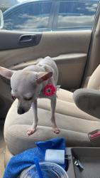 Lost Female Dog last seen Near Bonnie burn, Goose Creek, SC 29445