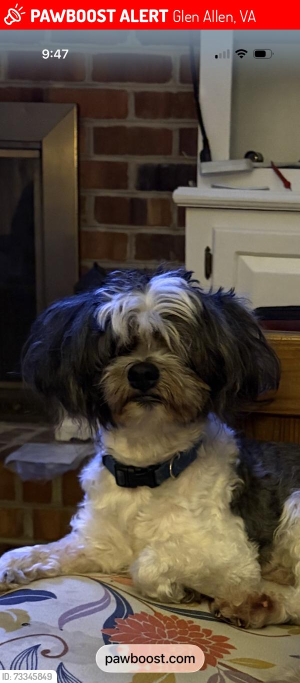 Lost Male Dog last seen Glen Allen Va-Chickahominy Branch Dr. Rock Springs Estates, Glen Allen, VA 23059