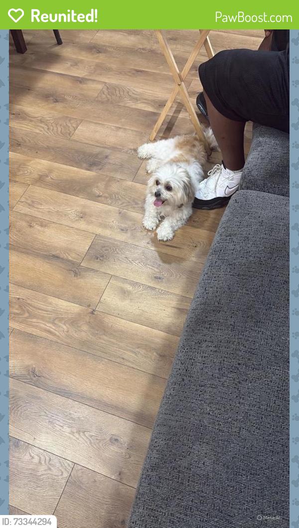 Reunited Female Dog last seen Near e preston st, Baltimore, MD 21213