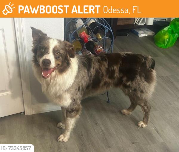 Found/Stray Male Dog last seen Near Tarpon Springs Rd, Odessa, FL 33556, Odessa, FL 33556