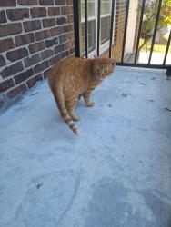 Found/Stray Unknown Cat last seen On front doorstep or hse, Overland Park, KS 66212