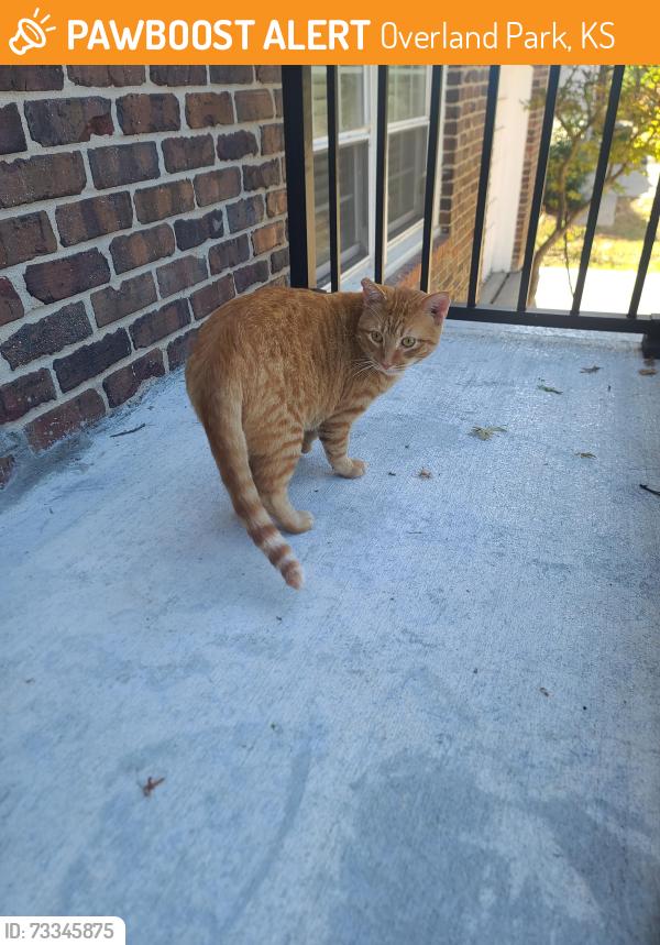 Found/Stray Unknown Cat last seen On front doorstep or hse, Overland Park, KS 66212