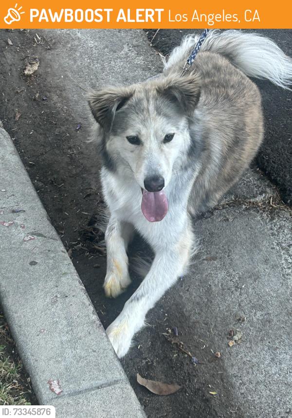 Found/Stray Male Dog last seen Dixie canyon and valley vista, Los Angeles, CA 91423