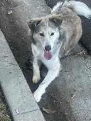Found/Stray Male Dog last seen Dixie canyon and valley vista, Los Angeles, CA 91423