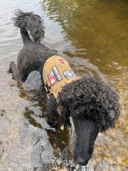 Reunited Male Dog last seen Academy Rd and Fish Lake Rd, Holly, MI 48442