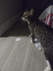 Found/Stray Unknown Cat last seen Pines boulevard and flamingo rd, Pembroke Pines, FL 33025